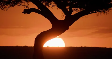 Wide shot outline of an Apple - ring Acacia moving with the wind Stock Footage 308674450