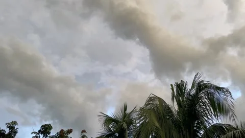 Wide Shot of Overcast Grey Monsoon Sky and Shifting Clouds Above Palm Trees Stock Footage 344015924
