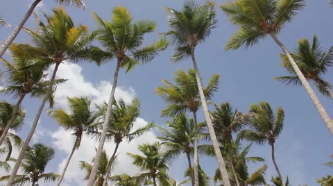 Wide shot palm trees Stock Footage 40632890