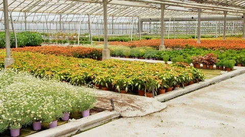 Wide Shot, Panning, 20 Seconds Or Greater, Working, Agriculture, Latin, Stock Footage 94079663