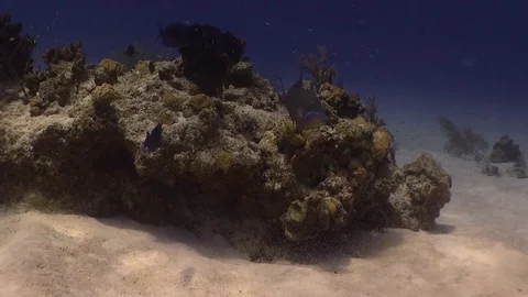 Wide Shot of a patch reef with a prominent Queen Triggerfish. Stock Footage 70100832