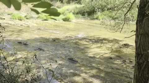 A wide shot of a peaceful forest stream flowing through lush greenery Stock Footage 344142540