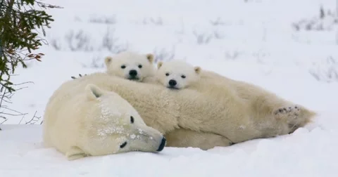 Wide shot of a Polar Bear sow and two cubs resting. Both cubs look at the Stock Footage
