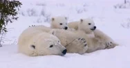 Wide Shot Of A Polar Bear Sow And Two Cubs Resting. All Three Raise Their Heads Stock Footage