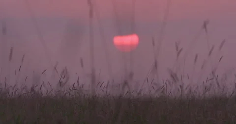 Wide shot pull focus of the sun rising across the savannah grasslands Stock-Footage 295292870