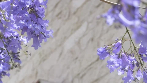 Wide shot of purple jacaranda in cool toned spring setting shows exotic city Stock Footage 335745500