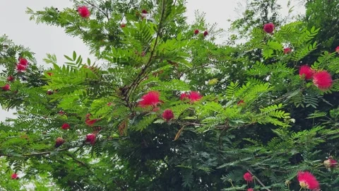 Wide Shot of Red Powder Puff Flowers Covering a Lush Calliandra haematocephala Stock Footage 344582806