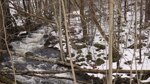 Wide Shot of River Crossing Through Dead Forest – 120fps Stock Footage 309460013