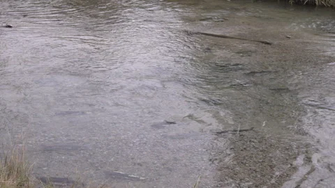 Wide shot of salmon spawning in pullen creek at skagway, alaska 스톡 동영상 341230884
