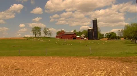Wide Shot of Sheep in Front of Barn Stock Footage 11016764