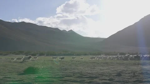 Wide Shot of Sheep Grazing in Open Field with Warm Sun Flare and Ladakh Vídeos de archivo 334409099