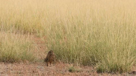 Wide shot of short eared owl or Asio flammeus on ground during winter migration Video stock 166195827