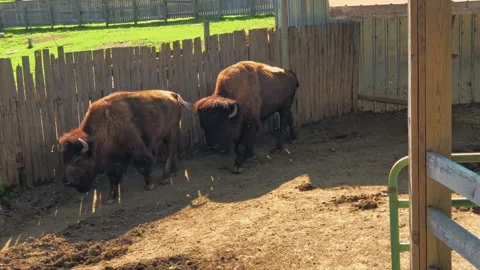 A wide shot shows two bison standing in a fenced enclosure with a rural Stock Footage 310929005