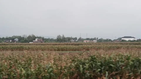 Wide shot sideways, maize fields from a speeding train Stock Footage 280447747