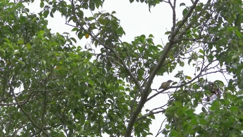 Wide Shot Single Yellow Vented Bulbul Bird On Branch Stock Footage 82492714