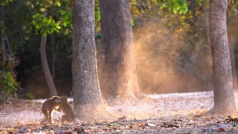 Wide Shot of A Small Monkey Walking on camera and Playfully Attacking Video stock 126670201