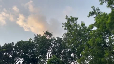 Wide Shot of Soft Evening Clouds and Fresh Tree Branches at Dusk. 库存影片 345269510