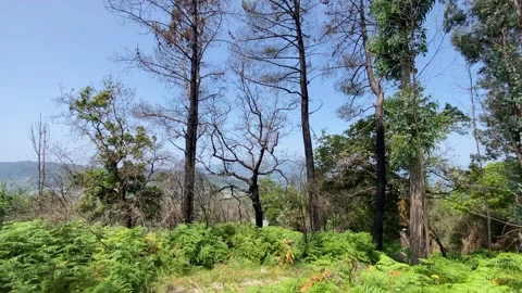 Wide shot of sparse forest with ferns, hill and blue sky Stock Footage 310932316