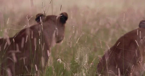 Wide shot of a spider's web as lions stalk prey in the background Stock Footage 295292580