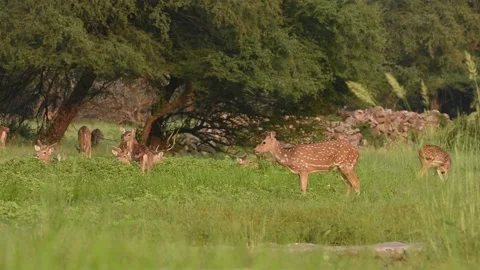Wide shot of Spotted deer or Chital or axis axis herd in monsoon green Video stock 145282748