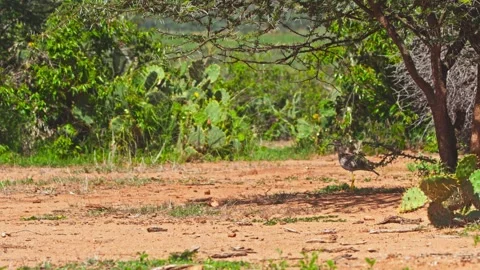 Wide shot of spotted thick-knee bird standing under shade in Africa Vídeo Stock 252293813