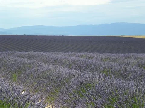 Wide shot of sprawling lavender fields Stock Photos