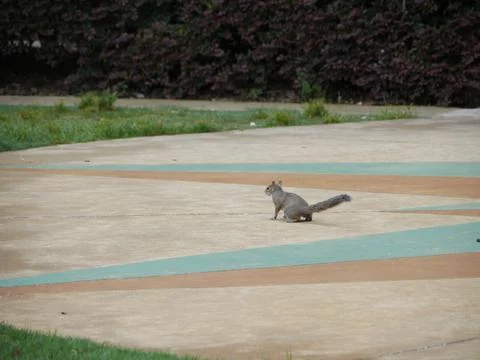 Wide shot of a squirrel crossing a painted parking lot Stock Photos
