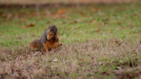 A wide shot of a squirrel exploring the grass, picking up food Stock Footage 88488791