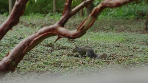 Wide shot of squirrel in grassy park digging in soil with focused movements Stock Footage 313052671