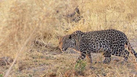 A wide shot of a stalking Leopard through the dry grass. Video stock 136222946