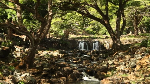 Wide-shot static of small forest water and rocky stream on a sunny day Stock Footage 272348819