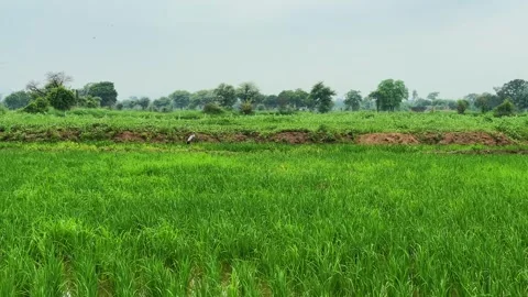 Wide Shot of a Stork Standing in Lush Green Rice Fields Amid Rural Wetland Stock Footage 344583064