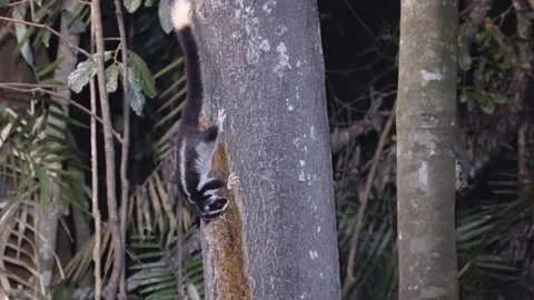 Wide shot of a striped possum eating honey placed on rainforest tree at night Video stock 231663451