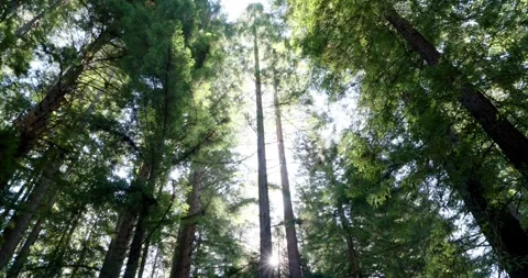 Wide shot, Sun Shining through Redwoods, California Stock Footage 255661944