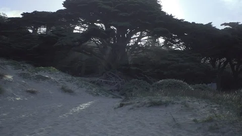 Wide Shot of Sunbeams Through Tree Near the Ocean Stock Footage 101015703