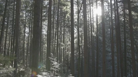 Wide shot of Sun's rays pass through the trees in the rainforest 動画素材 138040488