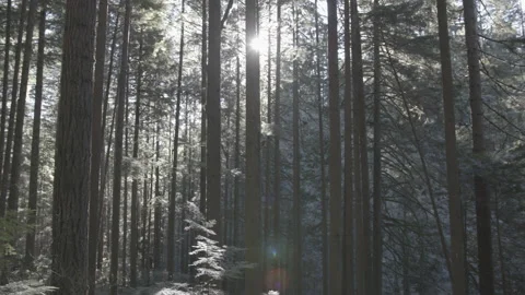 Wide shot of Sun's rays pass through the trees in the rainforest 動画素材 138040674