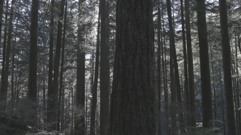 Wide shot of Sun's rays pass through the trees in the rainforest 動画素材 138040916