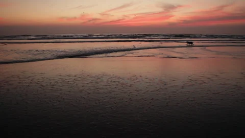 Wide shot sunset ocean. Two dogs enter in the shot  running and playing Stock Footage 285153706