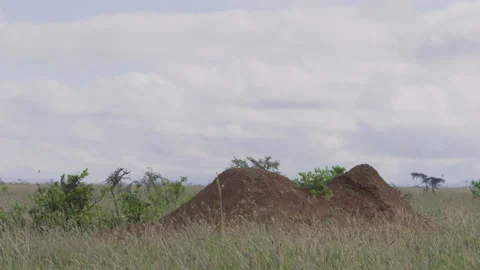 Wide shot of a termite mound on a calm morning in Africa. Stock-Footage 260850844