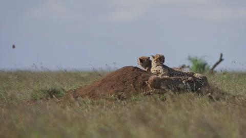 Wide shot of three cheetahs scanning the surroundings in Kenya Stock-Footage 261055579