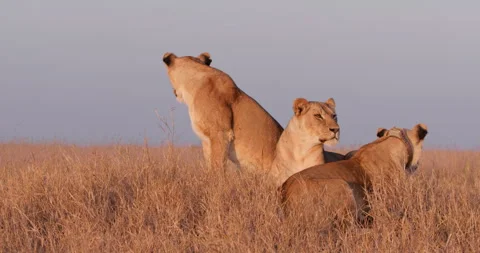 Wide shot of three lions examining the savannah keenly Stock Footage 308676515