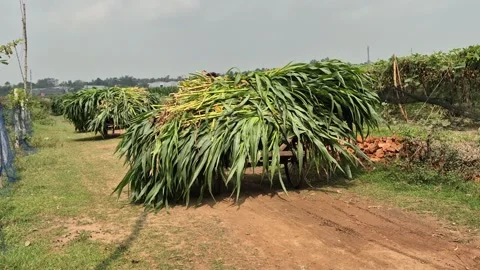 Wide Shot Of Three Wheeler Van Transporting Fresh Napier Grass On Dirt Road Stock Footage 339638250