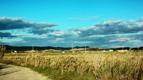 Wide shot time-lapse of a corn field moved by the wind Stock Footage 52056171