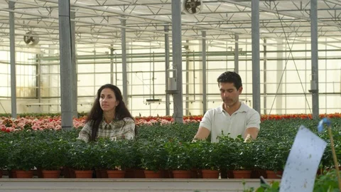 Wide Shot, Tracking Shot, 10 Seconds Or Greater, Teamwork, Potted Plant, Stock Footage 95916374