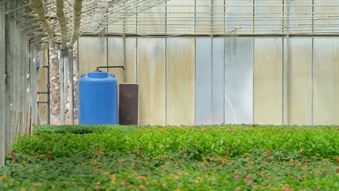 Wide Shot, Tracking Shot, 20 Seconds Or Greater, Agriculture, Carrying, Walking, Stock Footage 94078833