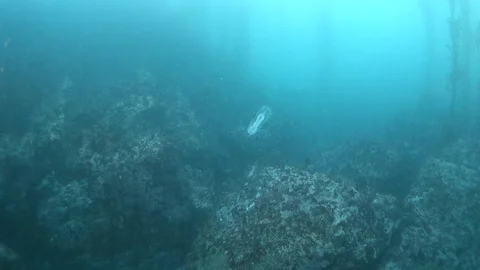 Wide Shot of Translucent Fish in Carmel, California Stock Footage 106314381