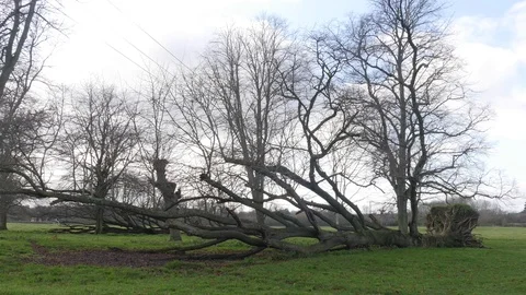 Wide shot of a tree that has been felled in a storm Stock Footage 122207211