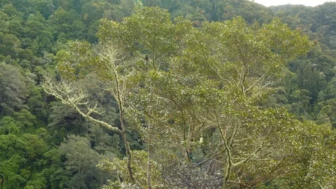 Wide shot of a tree in the wild with two Quetzal birds perched in it - 24fps Video stock 104130413