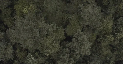 Wide shot of trees blowing in the wind Stock Footage 92377262